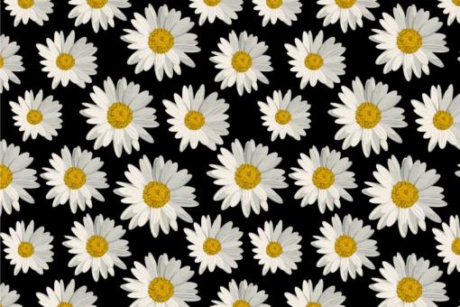 Nano-Softshell - Daisy Flowers